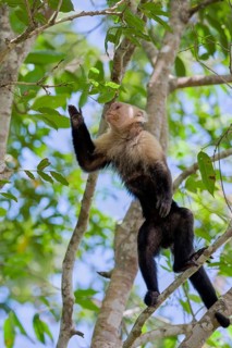 White-shouldered capuchin monkey (Cebus capucinus) Costa Rica