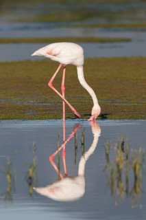 Greater Flamingo (Phoenicopterus roseus) foraging in shallow water, Greece