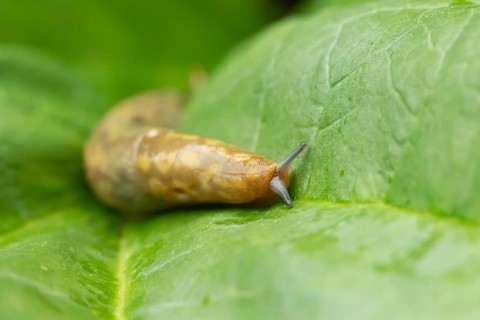 Leopard slug (Limax maximus) adult gastropod molluscs on a garden vegetable plant leaf in summer,