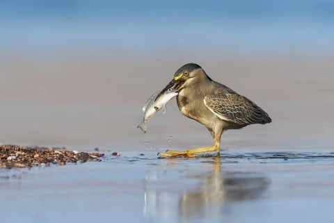 Striated Heron (Butorides striata) with fish prey in its beak, Eilat, Israel