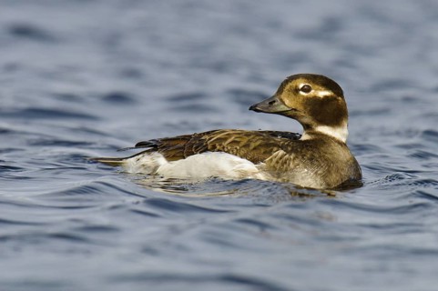 Long-tailed Duck (Clangula hyemalis) female, Alaska, USA