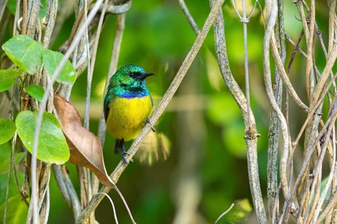 Collared Sunbird, Forest Sunbird, Hedydipna collaris, (Anthodiaeta collaris), (Anthreptes