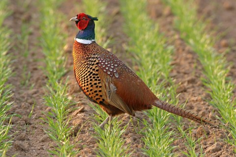 Pheasant (Phasianus colchicus), Faisan de Colchide, Faisan de chasse, Faisán Vulgar, Bad Dürkheim