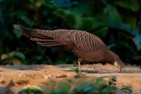 Grey Peacock-Pheasant (Polyplectron bicalcaratum) male foraging, Yunnan, China
