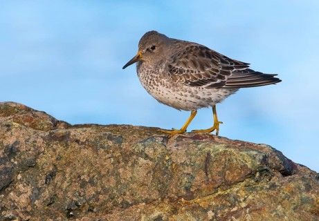 Rock Sandpiper (Calidris ptilocnemis), British Columbia, Canada