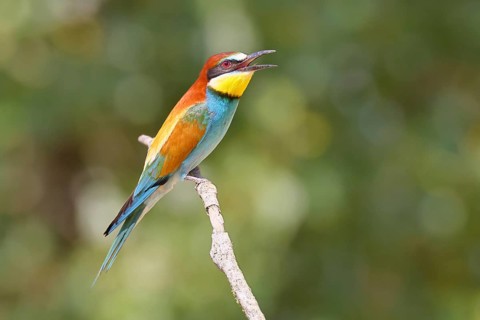 European bee-eater (Merops apiaster) sitting on a branch, Lake Neusiedl, Burgenland, Austria