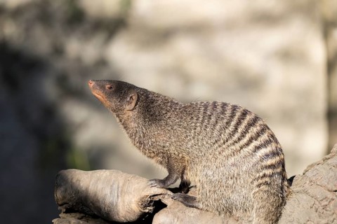 An adult zebra mongoose (Mungos mungo) sits on a hollow, fallen tree trunk in the soft morning