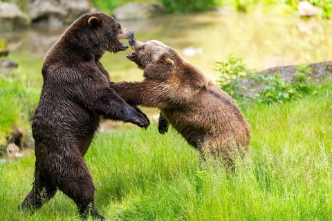 Eurasian brown bear (Ursus arctos arctos) playing with each other on a meadow, Bavarian Forest,