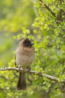 Cape bulbul (Pycnonotus capensis), Addo Elephant National Park, Addo, Western Cape, South Africa