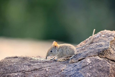 Short-eared Trunked Shrew (Macroscelides probosideus), Short-eared Elephant Shrew, Short-eared