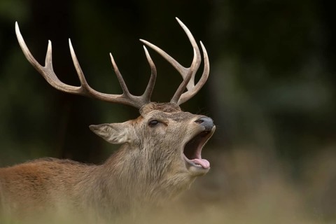 Red deer (Cervus elaphus) adult male stag animal roaring with its mouth open during the rutting