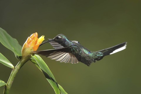 Violet Sabrewing (Campylopterus hemileucurus) female flying while feeding at a flower, Bosque de
