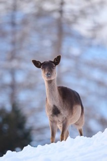 European fallow deer (Dama dama) doe on a snowy meadow in the mountains in tirol, Kitzbühel,