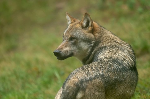 Wolf (Canis lupus) portrait, captive, Bavarian Forest National Park, Bavaria, Germany