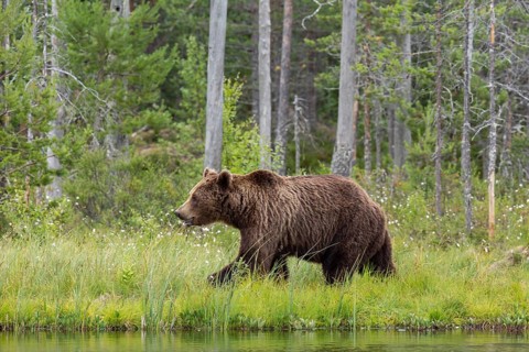 Brown Bear (Ursus arctos), on lake shore, Kainuu, Finland