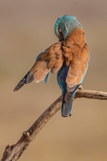 European Roller (Coracias garrulus), perched on a branch preening, Castile-La Mancha