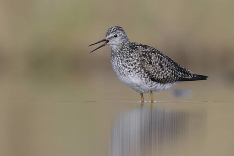 Lesser Yellowlegs (Tringa flavipes), Alaska, USA