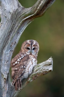 Tawny owl (Strix aluco) adult bird on a tree branch, England, United Kingdom