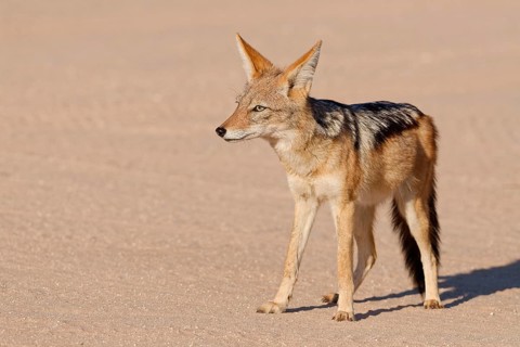 Black-backed jackal (Lupulella mesomelas), adult animal, standing on a dirt road, alert, Kgalagadi