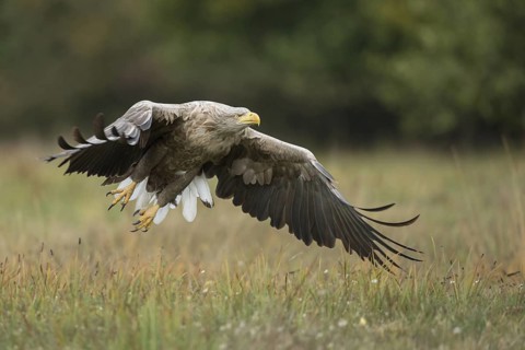 White-tailed Eagle (Haliaeetus albicilla) flying, Poland