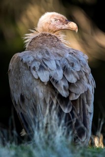 Griffon Vulture (Gyps fulvus), Andalusia, Spain