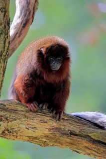 Coppery titi (Plecturocebus cupreus, Syn.: Callicebus cupreus), adult, alert, tree trunk, South