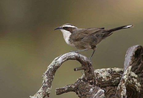 White-browed Babbler (Pomatostomus superciliosus), New South Wales, Australia