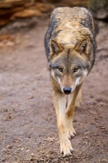 A wolf walks calmly on a forest path, looking ahead, Wolf (Canis Lupus), Germany