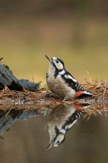 Grote Bonte Specht, great spotted Woodpecker, Dendrocopos major