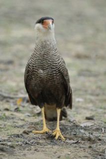 Southern Crested Caracara (Caracara plancus), Pantanal, Brazil