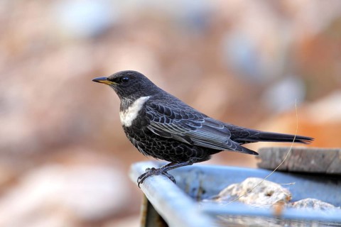 Ring Ouzel (Turdus torquatus) male, Andalusia, Spain