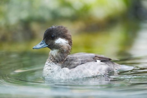 Youngster of a ruddy duck (Oxyura jamaicensis) swimming in a lake, Germany