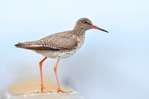 Redshank (Tringa totanus) calling, Schleswig-Holstein, Germany