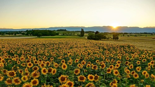 A breathtaking sunrise illuminates a vast field of blooming sunflowers, with distant mountains