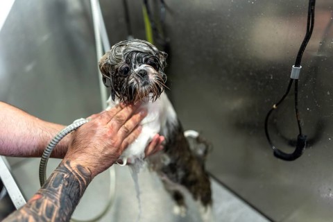 Small dog enjoying a bath inside a stainless steel tub while a professional groomer carefully