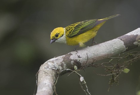 Silver-throated Tanager (Tangara icterocephala) male, Pichincha, Ecuador