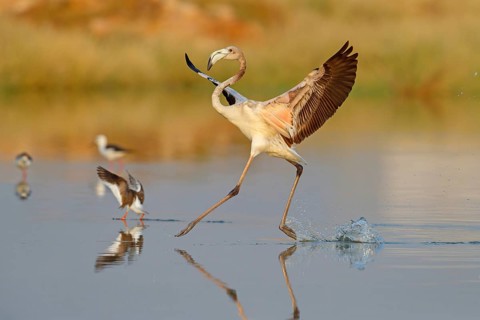 Pink flamingo, (Phoenicopterus ruber), Phoenicopterus roseus, animals, birds, flamingo, biotope,