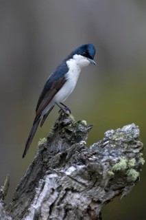 Restless Flycatcher (Myiagra inquieta) perched on a stump, Victoria, Australia