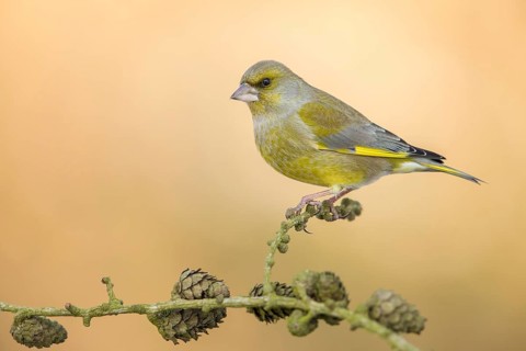 European Greenfinch (Chloris chloris) male perched on a branch, Poland