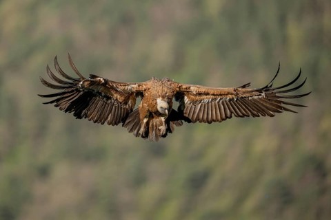 Griffon vulture (Gyps fulvus), approaching, Pyrenees, Spain