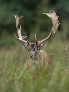 Fallow deer (Dama dama), antlers after sweeping, remains of velvet on the antlers, captive, Germany