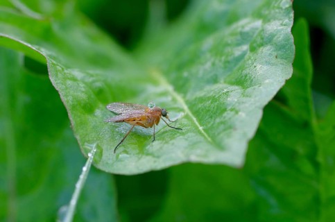 Golden yellow snipe fly (Rhagio tringarius), water droplet, close-up, leaf, funny