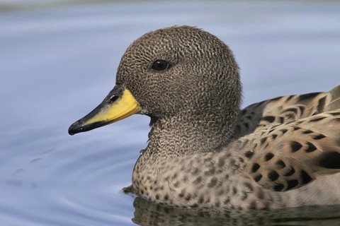 Yellow-billed Teal (Anas flavirostris), Arizona, USA