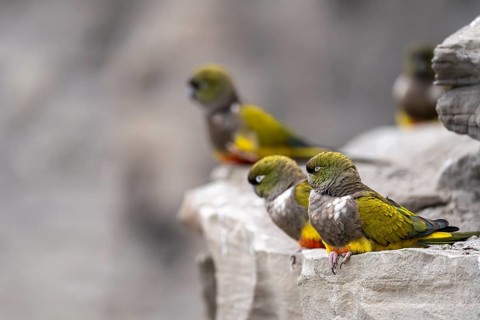 Rock parakeets (Cyanoliseus patagonus), group on sandstone rocks at breeding colony, coast of Río