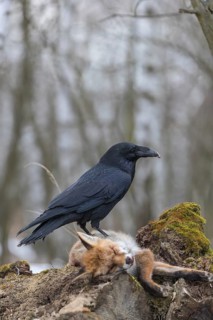 One common raven (Corvus corax), feeding on the carcass of a red fox lying on stones in a forest of