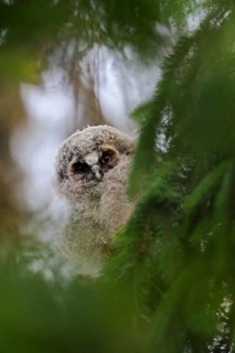 Long-eared Owl (Asio otus) juvenile perched in tree, North Rhine-Westphalia, Germany