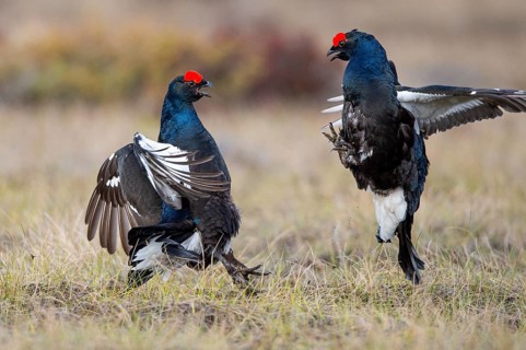 Black grouse (Lyrurus tetrix), black grouse courtship in Sweden, Fågelsjö, Gävleborgs län, Sweden