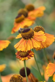 Sunflower (Helenium 'Sahin's Early Flowerer'), Weihenstephan Gardens, Germany