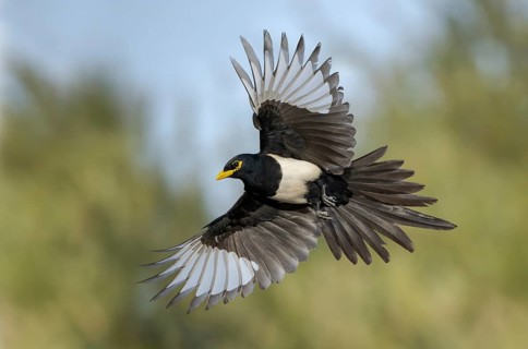Yellow-billed Magpie (Pica nuttalli) flying, California, USA