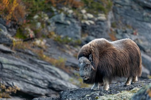 Musk ox bull (Ovibos moschatus) on his way to the river Svone, which he will cross a few minutes